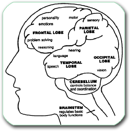 Map of brain centers, anatomical illustration