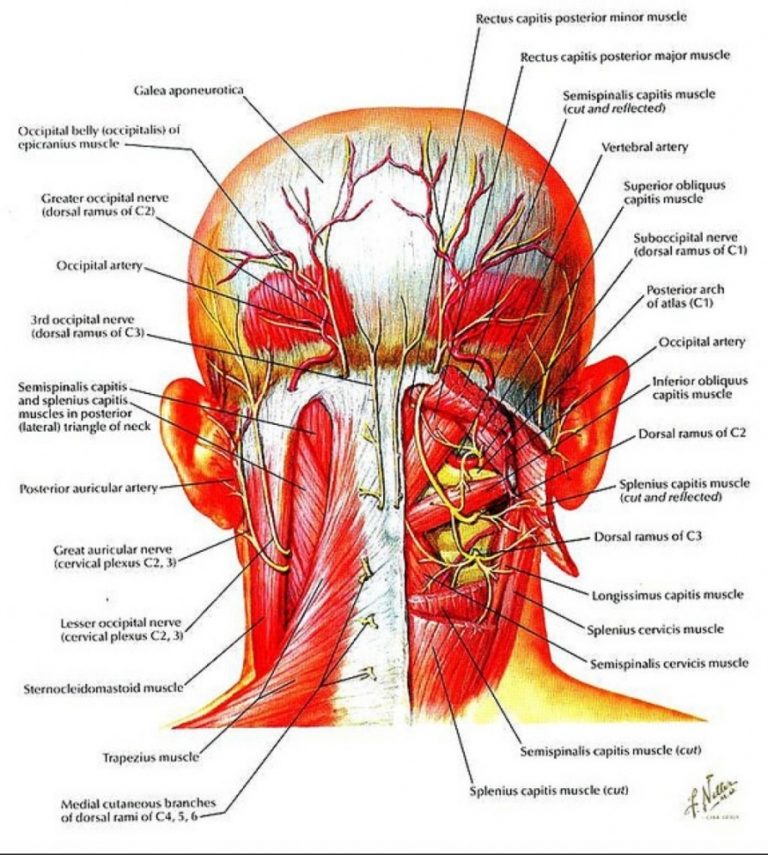 This illustration shows only some of the many structures that can be a source of neck pain. All of them may present with the same symptoms, such as cervical syndrome or head or arm radiating pain. However, they must be precisely diagnosed because their treatments differ.