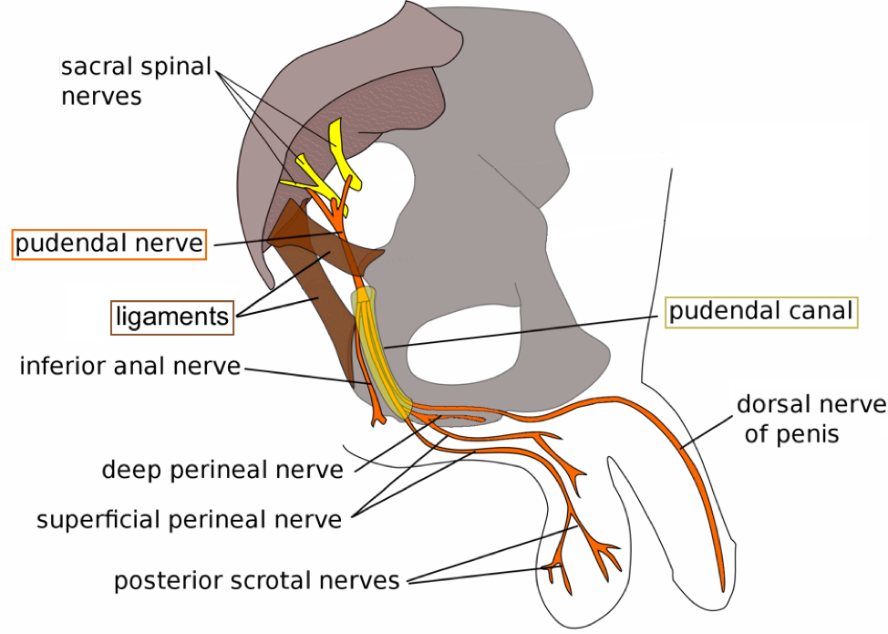 Anatomy of the pudendal nerve, its origin and branches