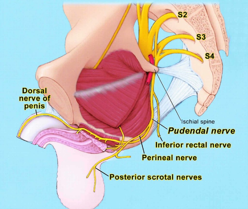 pudendal nerve anatomy