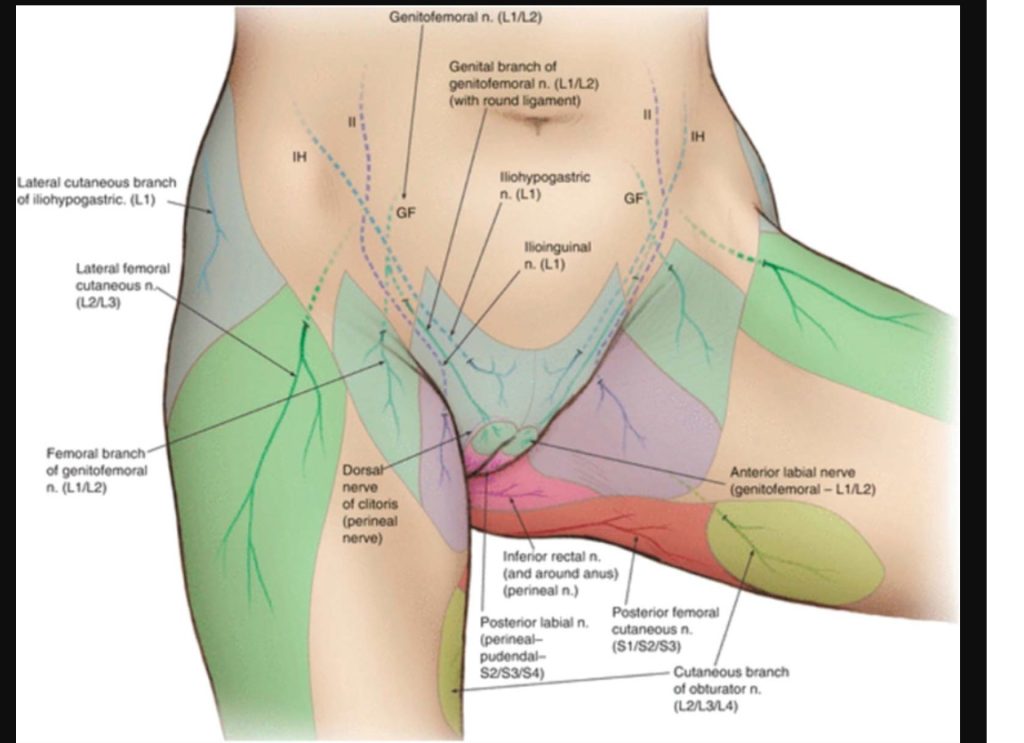 Pelvic anatomy showing nerves, blood vessels, and muscles that may contribute to chronic pelvic pain