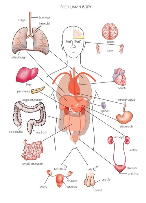 Body silhouette with heart, lungs, chest/breast, stomach, liver/gallbladder, kidneys and bladder; nerve pain can mimic organ pain