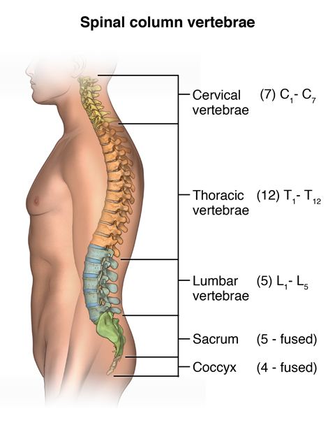  Anatomy of the spine