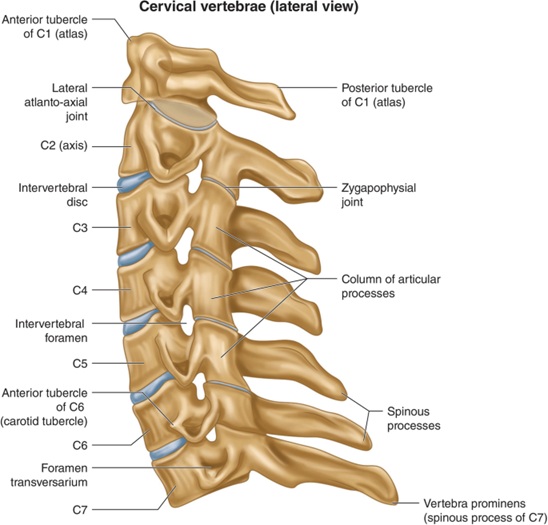 Anatomy of the Cervical Spine: The image shows the vertebral bodies, discs between them, zygapophyseal (facet) joints, and other elements.