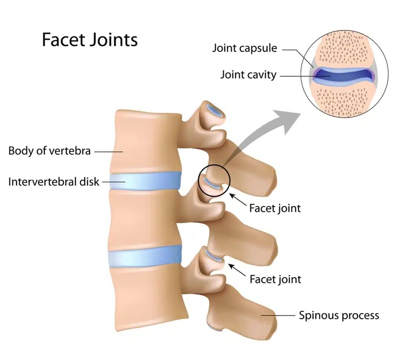 Facet joints anatomy