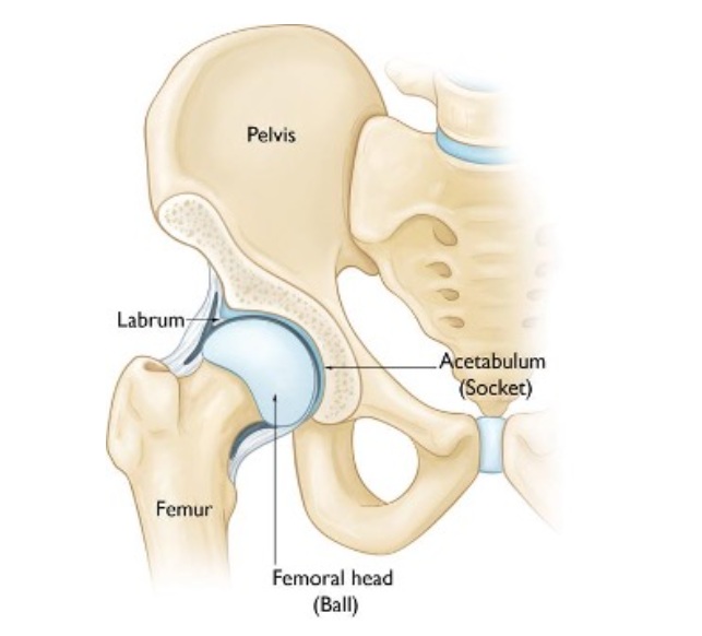 Hip anatomy