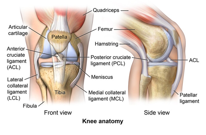 Complex knee anatomy