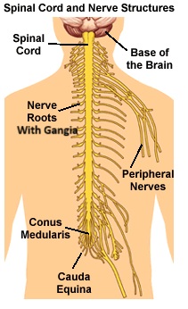 Spinal nerve roots with ganglia
