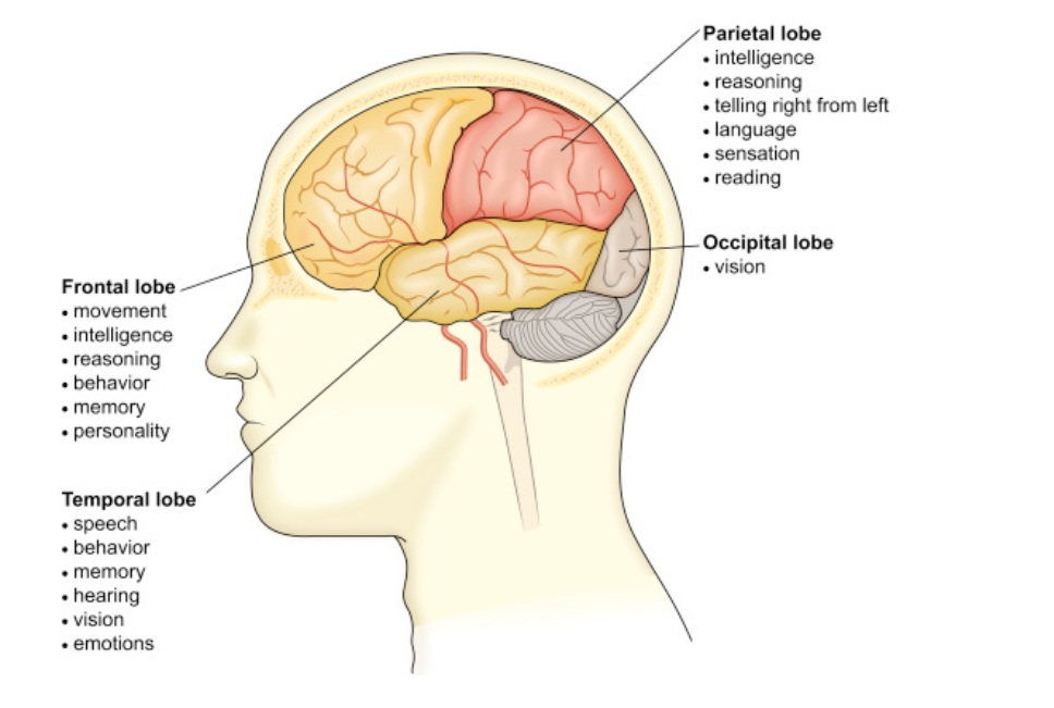 Anatomy of the brain: 4 brain lobes and their functions.