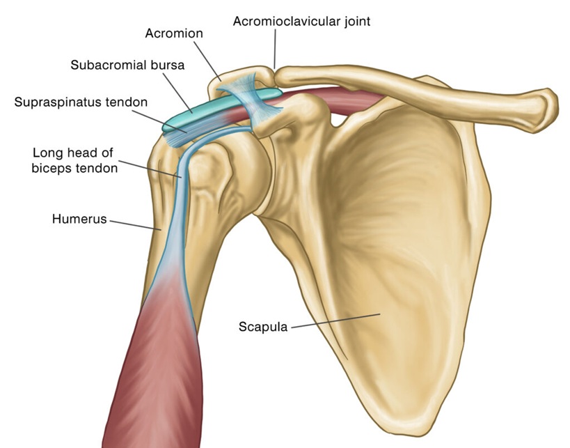 Anatomical structures of shoulder which are the most usual cause of the shoulder pain.