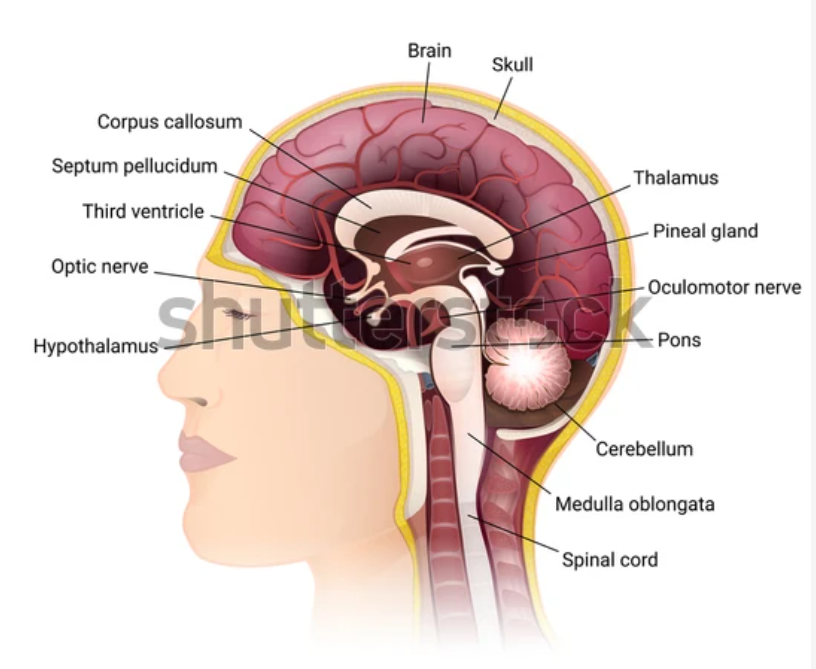 Side view of the brain (middle cut) showing the main brain, the "bridge" between the two sides (corpus callosum), the brainstem (including the midbrain, pons, and medulla), and the small brain (cerebellum).