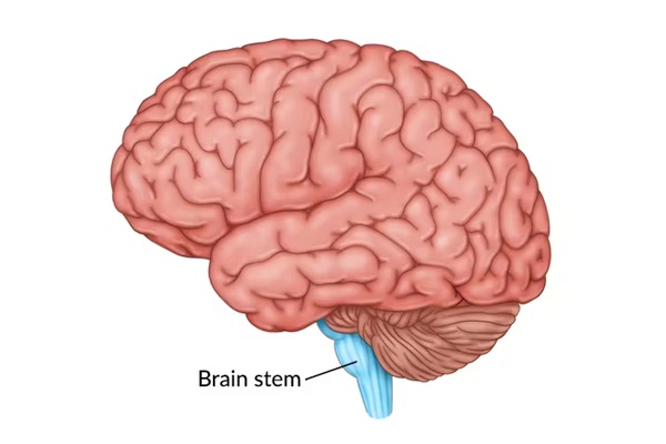 IIllustration of the Cerebrum, Cerebellum, and Brainstem