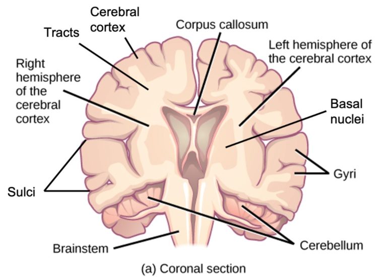 Brain Anatomy — Simply Explained for Patients