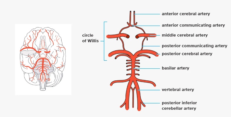 Arteries at the base of the brain forming the Circle of Willis (Internal Carotid, Anterior Cerebral, Anterior Communicating, Posterior Cerebral, and Posterior Communicating arteries).