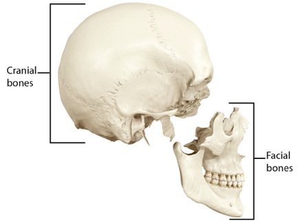  Bones of the skull — Cranial and Facial regions