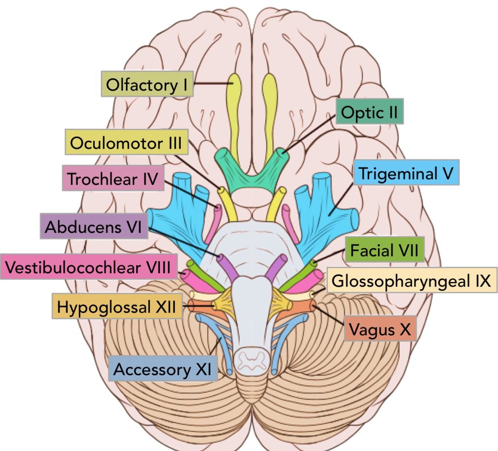 Origin of cranial nerves