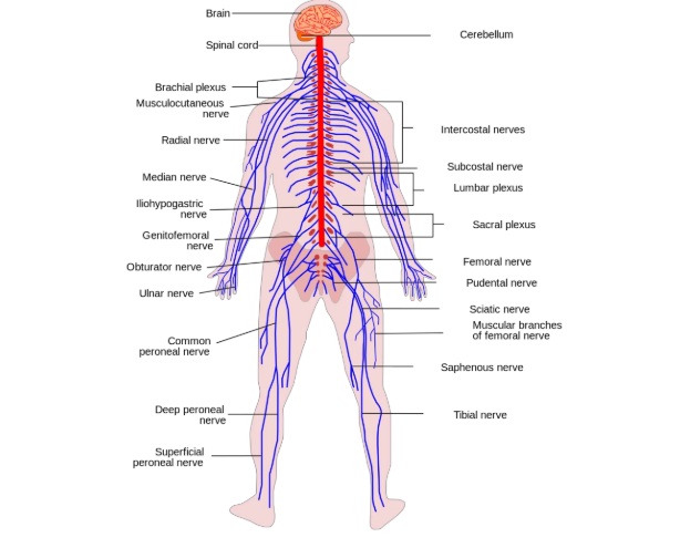 Nerve plexuses in the body and the nerves that emerge from them.
