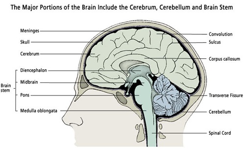 Sagittal section of brain anatomy