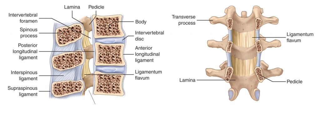 The spinal canal and its boundaries. The front wall is formed by the back surfaces of the vertebral bodies and discs. The back wall is formed by the laminae and the yellow ligament (ligamentum flavum) situated between them (shown in the right image).