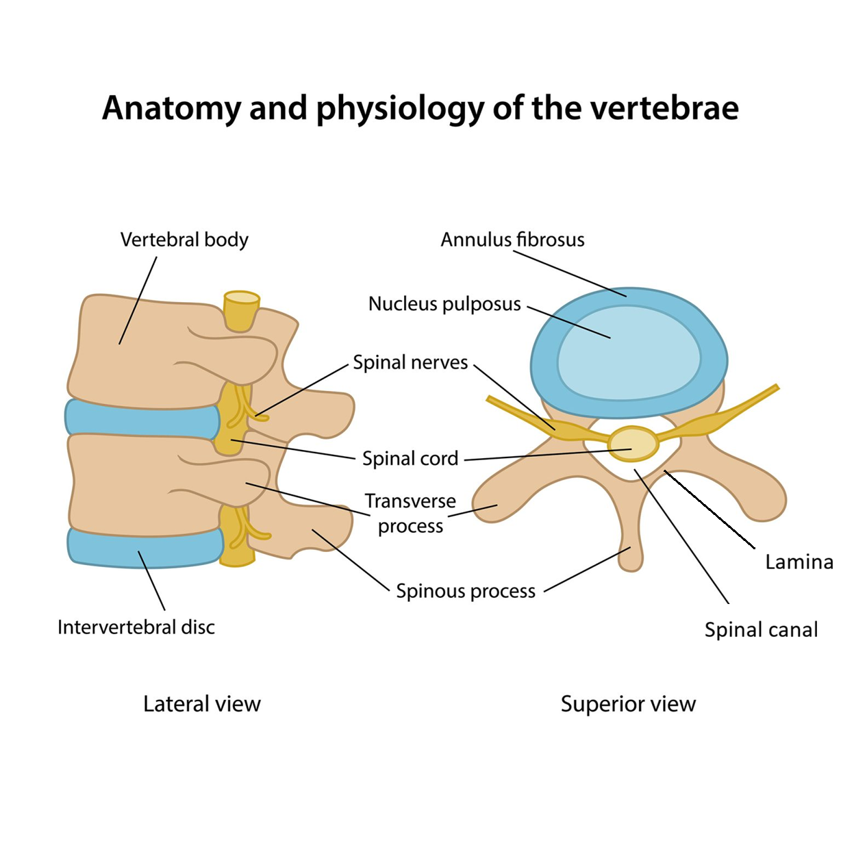 A vertebra and its parts: the vertebral body, the lamina, and the processes (spinous, articular, and transverse processes). Discs are located between vertebral bodies and consist of a soft central part (nucleus pulposus) and a strong outer ring (annulus fibrosus).
