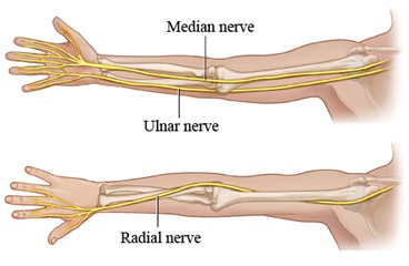 Arm nerves- Median, Ulnar, Radial nerves