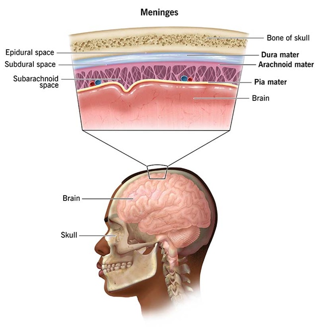 meninges anatomy