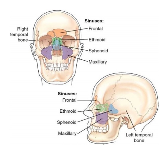 Paranasal sinuses - frontal, ethmoid, sphenoid, and maxillary sinuses.