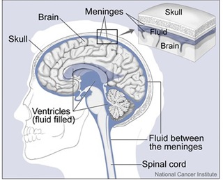 Diagram of the brain ventricles (lateral, 3rd, and 4th) and the subarachnoid space surrounding the brain. Both are filled with cerebrospinal fluid (CSF). CSF is produced within the ventricles, circulates through the subarachnoid space around the brain, and is eventually absorbed into the veins. The entire volume of CSF is produced and completely replaced three times a day.