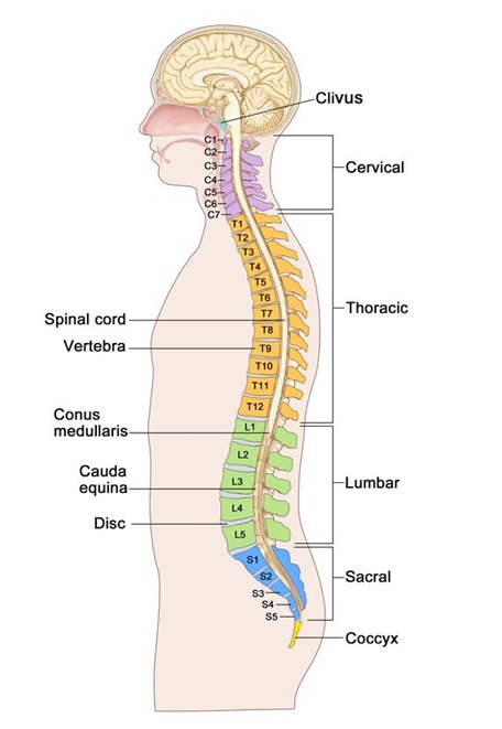 Regions of the spine: cervical (neck), thoracic (mid-back), lumbar (lower back), sacral, and coccygeal (tailbone). Inside the spine is the spinal canal, which houses the spinal cord. The spinal cord ends at the level of the L1 vertebra, so the spinal canal of the lumbosacral region contains only nerve roots (either individually or as the cauda equina).
