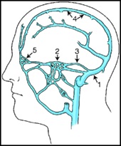 Cranial DAVFs are most commonly located in the transverse–sigmoid sinus region (approximately 50–60% of cases), followed by the cavernous sinus (around 20–30%), while other locations such as the tentorium, superior sagittal sinus, and anterior cranial fossa are less common (each typically around 5–10%).