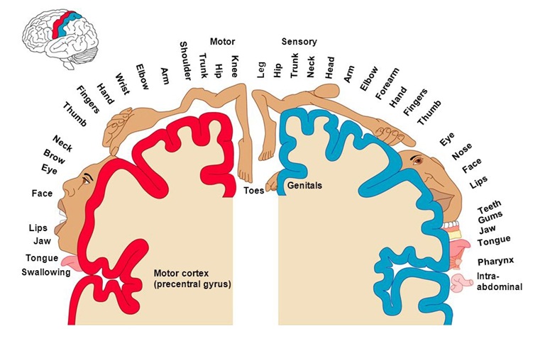 Parasagittal presentation of sensory and motor centers for the opposite leg, and convexity presentations of other parts of the body.
