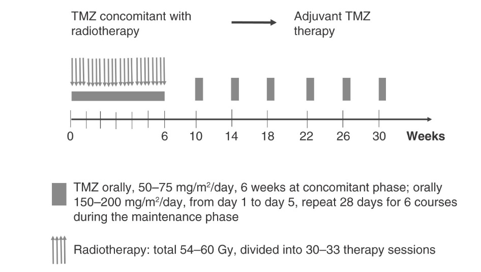 Diagram of treatment courses of the Stupp regimen for patients with newly diagnosed glioblastoma multiforme.