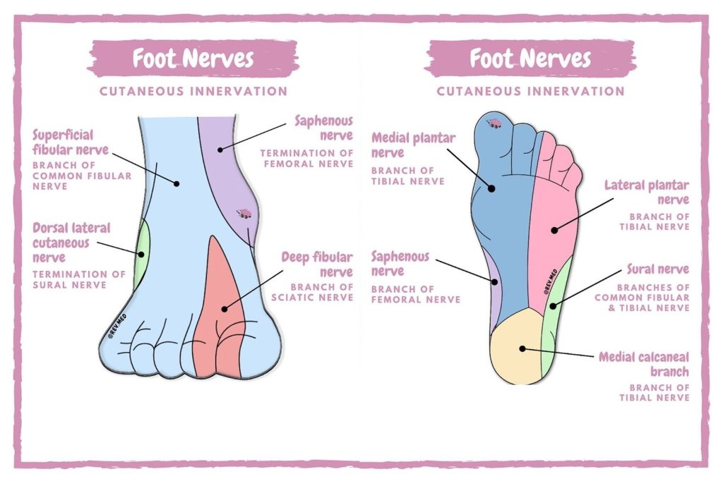 Cutaneous sensory innervation of the foot.