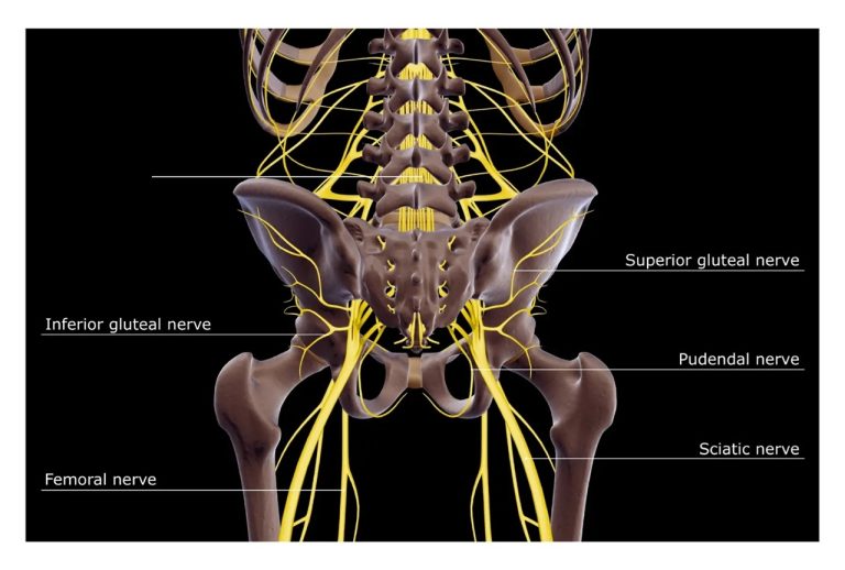 This illustration shows only some of the many structures that can be a source of pain. All of them may present with the same symptoms, such as lumbago or sciatica. However, they must be precisely diagnosed because their treatments differ.
