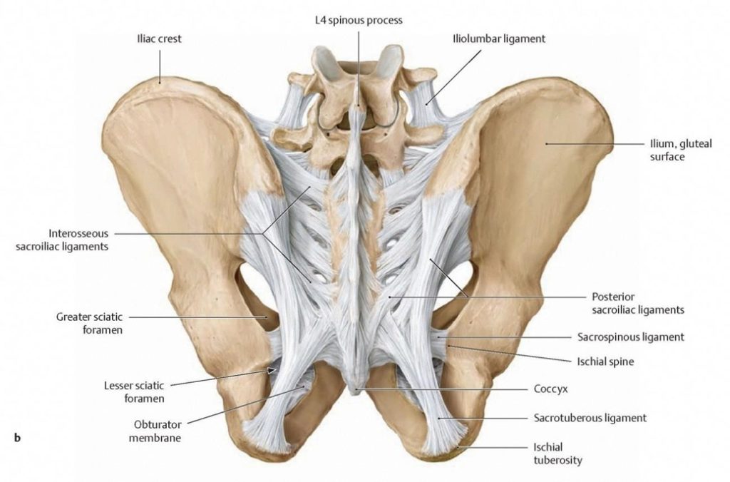 These are just some of the lower back and pelvic structures that can be damaged by prolonged sitting and become sources of pain, such as the facet and sacroiliac joints, elements of the coccyx, and associated ligaments.