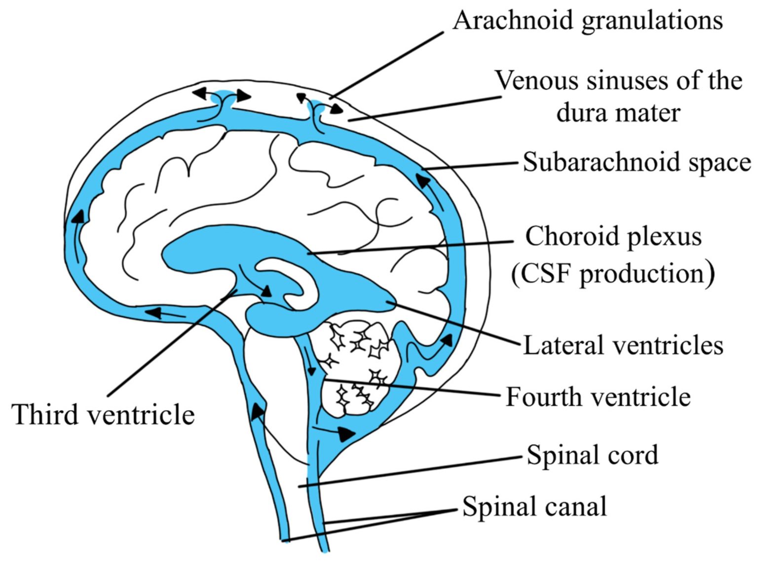 Cerebrospinal fluid (CSF) flow: from production within the ventricles, circulation through the ventricular system, and exit into the subarachnoid space (cranial and spinal), where it flows before being resorbed into the venous system (specifically the dural venous sinuses).
