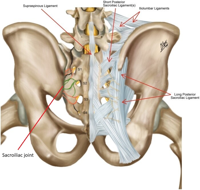 Posterior view of the sacroiliac joint. The left side shows the articulation between the sacrum and ilium along with the nerves innervating this joint. The right side shows the numerous ligaments of the joint.