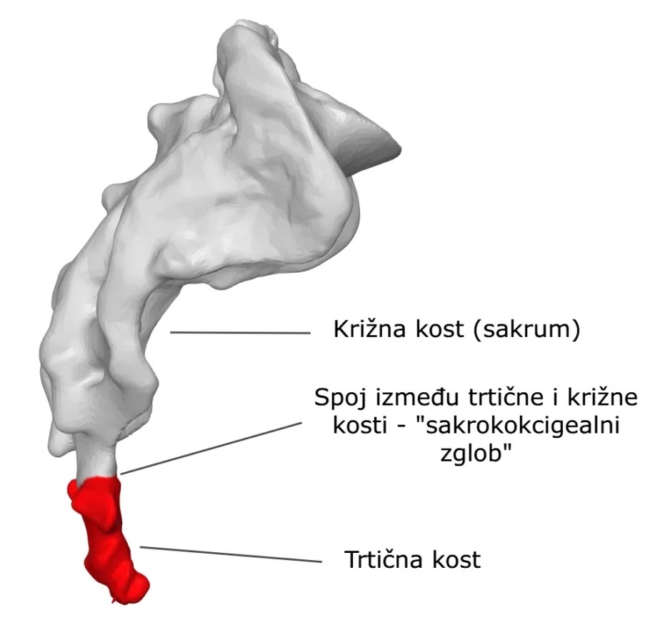 Krstačna kost i trtična kost spojene zglobom izmedju sebe koji može takodje biti uzrok bola